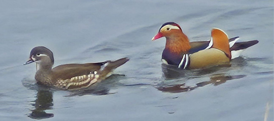 Mandarineneten auf der winterlichen Elbe Foto: Lutz Hennig