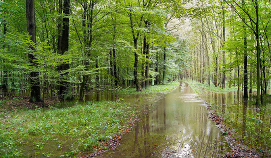 Überschwemmung im Röderauwald Foto: Alf Terpe