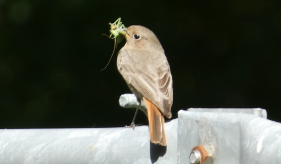 Hausrotschwanz Foto: Sylvia Siebert