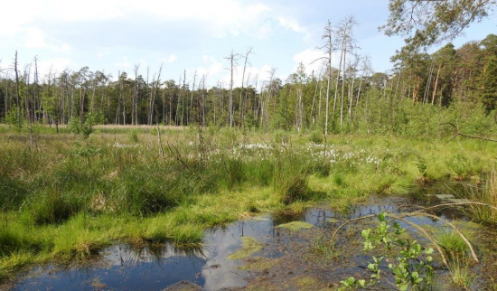 Pechsteinmoor Foto: Matthias Schrack