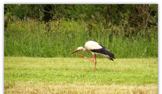 Weisstorch in Brohna Foto: Andreas Baumgärtel