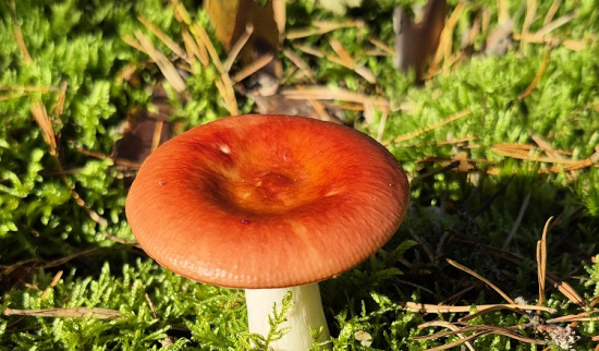 Apfeltäubling Foto: Lutz Hennig