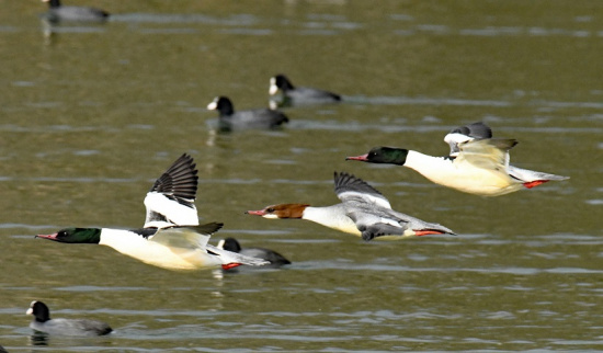 Gänsesäger Foto: Miriam Link NABU