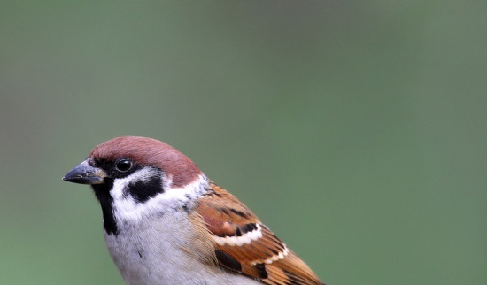 Feldsperling Foto: Frank Derer