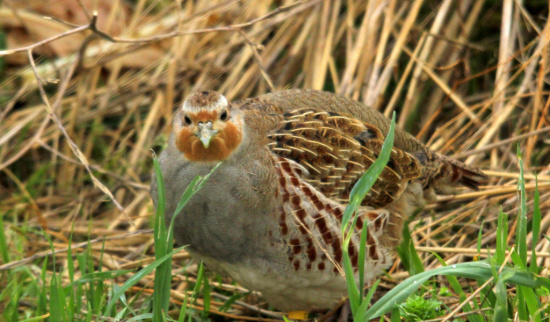Rebhuhn Foto: David Galavan