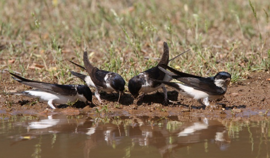 Mehlschwalben bei der Lehmaufnahme Foto: Christoph Moning