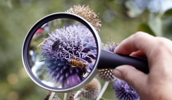Im NABU kann man nicht nur Insekten entdecken. Foto: Michael Sieber